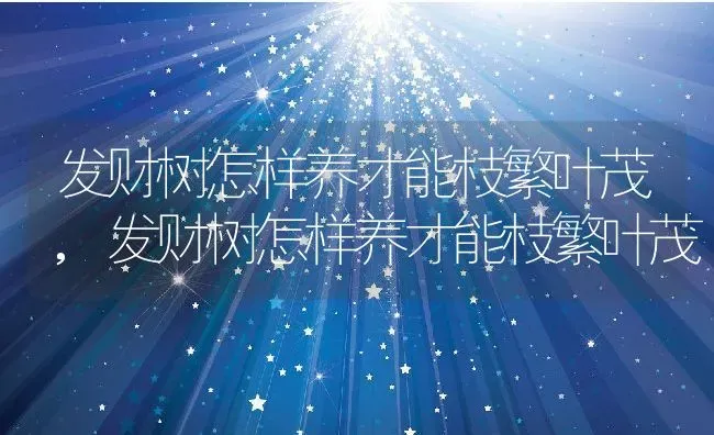 发财树怎样养才能枝繁叶茂,发财树怎样养才能枝繁叶茂 | 养殖科普