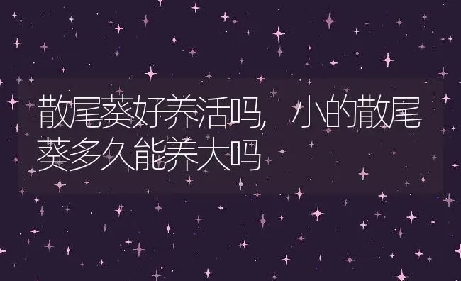 散尾葵好养活吗,小的散尾葵多久能养大吗 | 养殖学堂