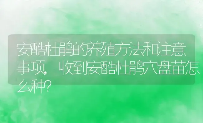 安酷杜鹃的养殖方法和注意事项,收到安酷杜鹃穴盘苗怎么种？ | 养殖科普
