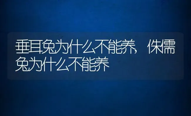 垂耳兔为什么不能养,侏儒兔为什么不能养 | 养殖科普