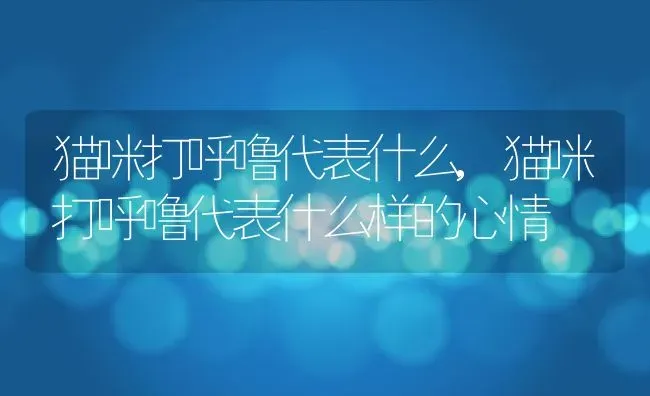 猫咪打呼噜代表什么,猫咪打呼噜代表什么样的心情 | 养殖科普