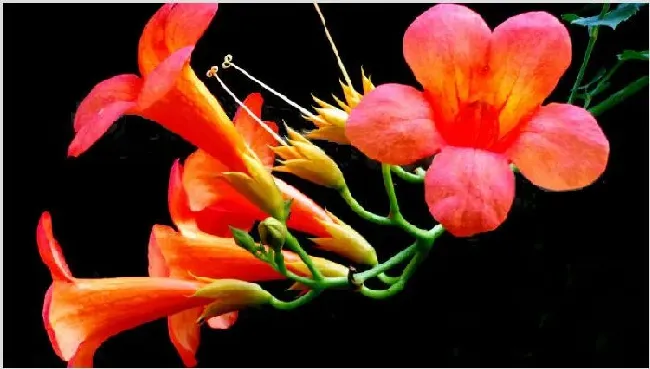 凌霄花的寓意象征 | 三农知识