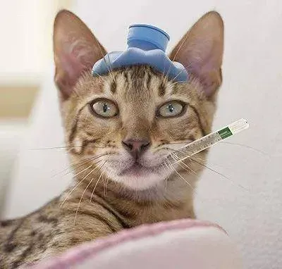怎么区分猫鼻支和感冒,猫鼻支和感冒有区别吗，猫鼻支和感冒怎么区别？