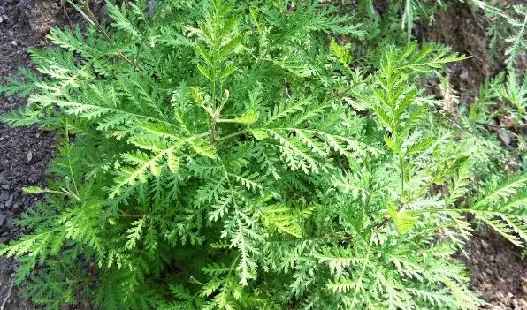 青蒿与黄花蒿怎么辨别 | 生活常识