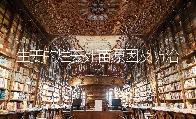 生姜的烂姜死苗原因及防治 | 养殖技术大全