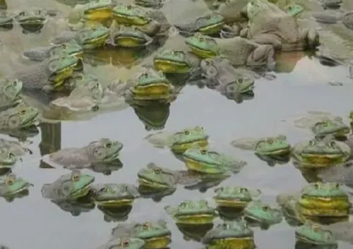 牛蛙养殖前景 | 妙招大全