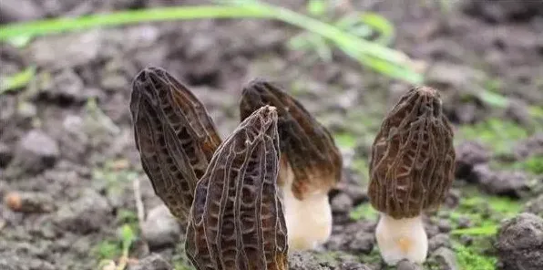 毕节地区羊肚菌人工栽培技术 | 实用知识