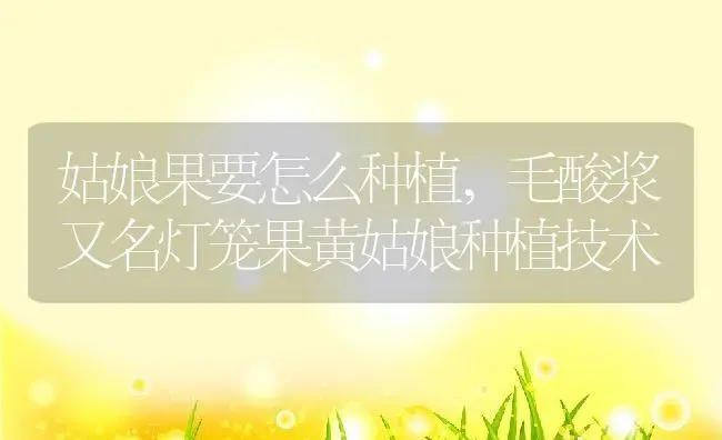 姑娘果要怎么种植,毛酸浆又名灯笼果黄姑娘种植技术 | 养殖学堂
