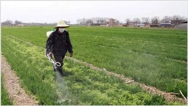 小麦春季除草的最佳时间 | 生活妙招