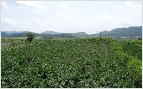 农村山区适合种植哪些中药材？有钱景的药材介绍 | 妙招大全