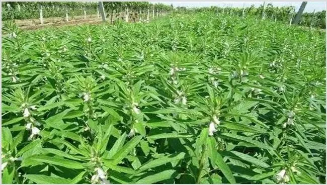 白芝麻的种植技术要点 | 生活妙招
