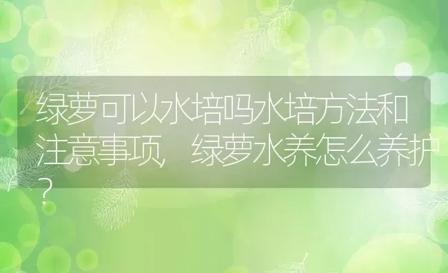 绿萝可以水培吗水培方法和注意事项,绿萝水养怎么养护？ | 养殖科普