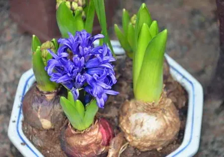 风信子开花以后还可以第二次开花吗,风信子是不是只开一次花？