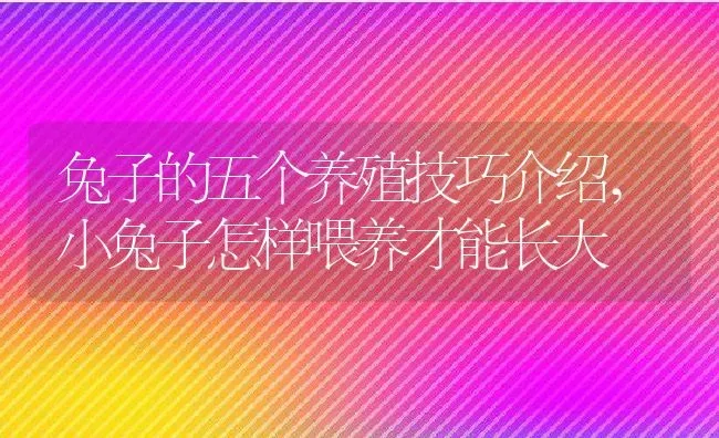 兔子的五个养殖技巧介绍,小兔子怎样喂养才能长大 | 养殖学堂