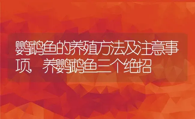 鹦鹉鱼的养殖方法及注意事项,养鹦鹉鱼三个绝招 | 养殖学堂