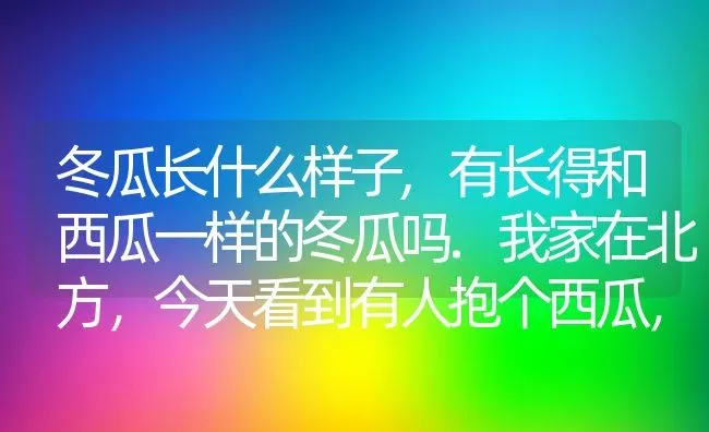 冬瓜长什么样子,有长得和西瓜一样的冬瓜吗.我家在北方，今天看到有人抱个西瓜，结果人家说是冬瓜。样子和西瓜无异？ | 养殖科普