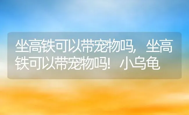 坐高铁可以带宠物吗,坐高铁可以带宠物吗!小乌龟 | 养殖资料