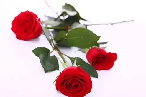 玫瑰花是什么颜色,玫瑰花的形状,特点.颜色.气味各是什么？