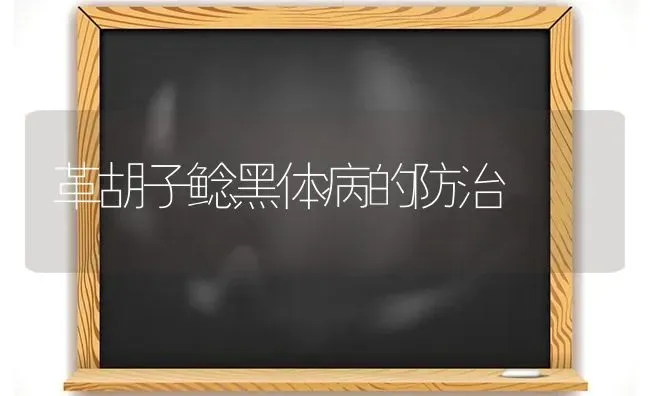 革胡子鲶黑体病的防治 | 养殖知识