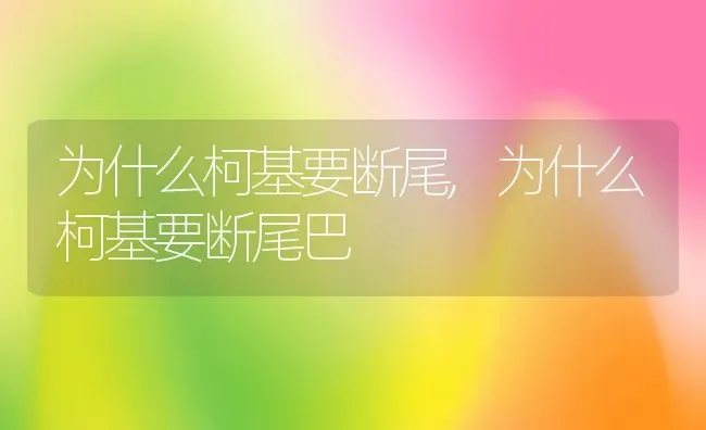 为什么柯基要断尾,为什么柯基要断尾巴 | 养殖资料