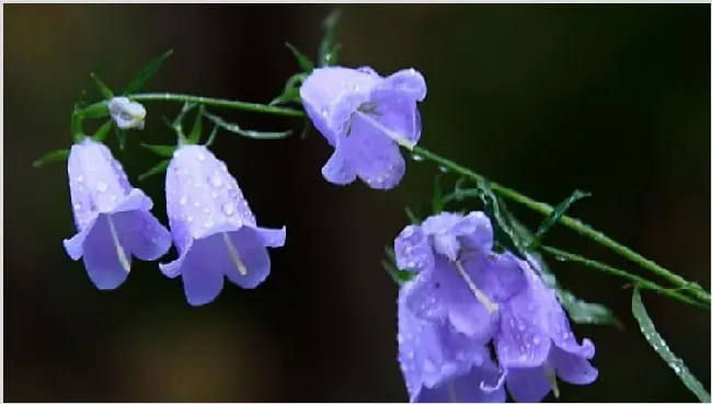 风铃花开败后怎样修剪 | 常识大全