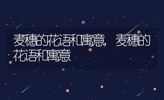 麦穗的花语和寓意,麦穗的花语和寓意 | 养殖科普