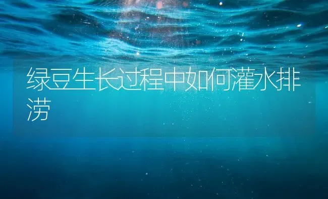 绿豆生长过程中如何灌水排涝 | 养殖技术大全