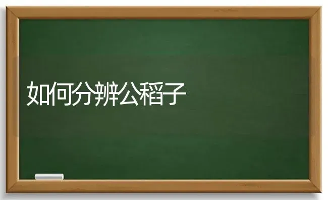 如何分辨公稻子 | 养殖技术大全