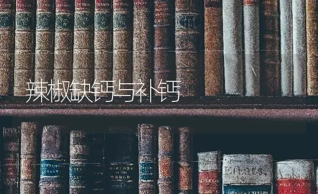 辣椒缺钙与补钙 | 养殖知识