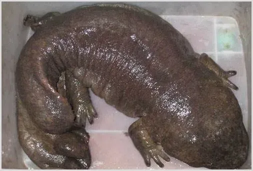 大鲵肉的价值与作用 | 妙招大全