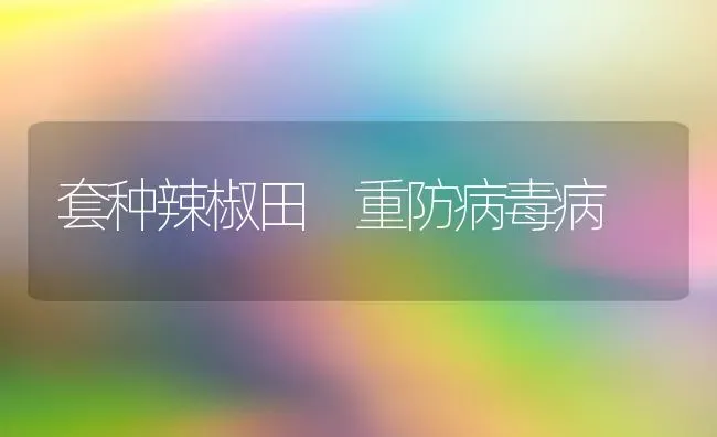 套种辣椒田 重防病毒病 | 养殖技术大全