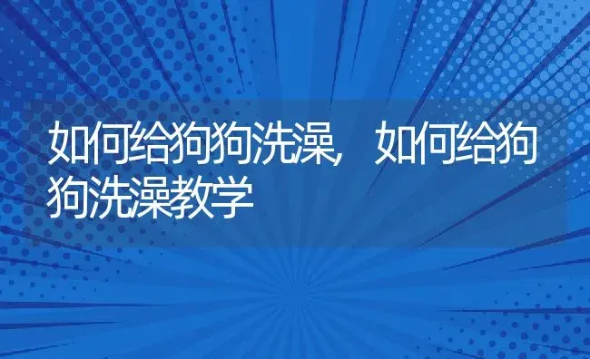 如何给狗狗洗澡,如何给狗狗洗澡教学 | 养殖资料