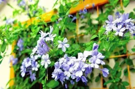 蓝雪花什么时候种植最好,蓝雪花在九月中旬能栽种吗？
