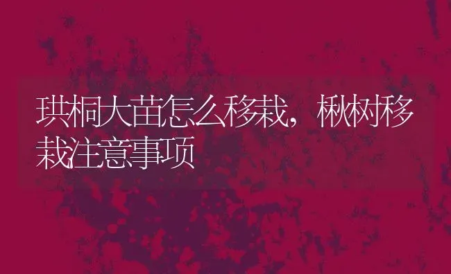 珙桐大苗怎么移栽,楸树移栽注意事项 | 养殖学堂