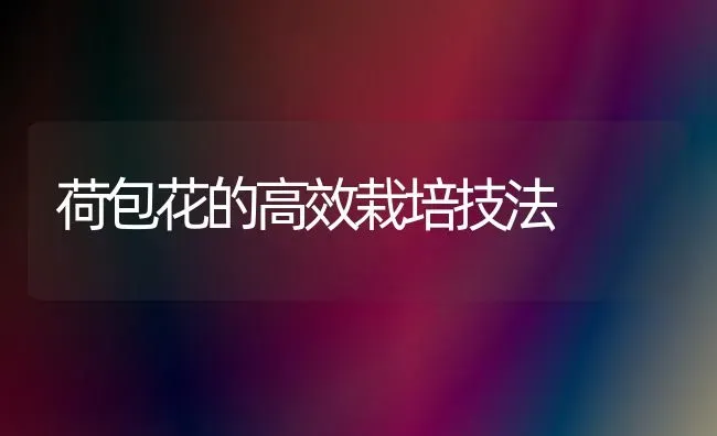 荷包花的高效栽培技法 | 养殖知识
