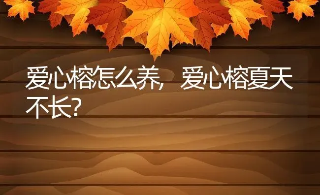 爱心榕怎么养,爱心榕夏天不长？ | 养殖科普