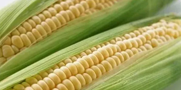 玉米种植管理技术要点，手把手教您种植玉米 | 生活妙招