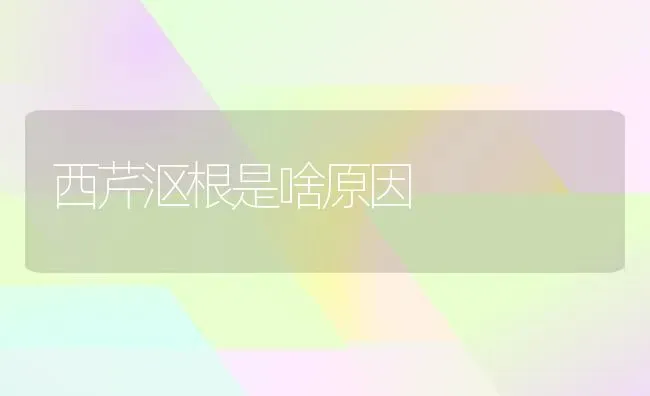 西芹沤根是啥原因 | 养殖知识