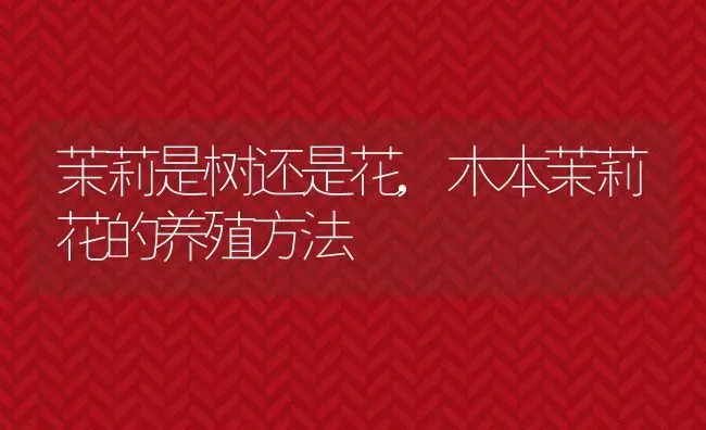 茉莉是树还是花,木本茉莉花的养殖方法 | 养殖科普