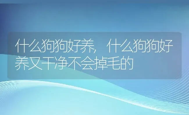 什么狗狗好养,什么狗狗好养又干净不会掉毛的 | 养殖资料