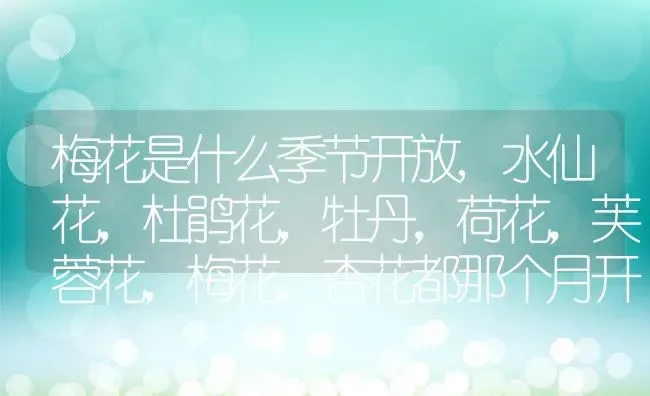 梅花是什么季节开放,水仙花，杜鹃花，牡丹，荷花，芙蓉花，梅花，杏花都那个月开？ | 养殖科普