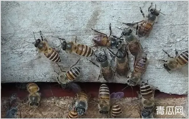 蜜蜂不出门是不是病了？ | 妙招大全