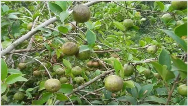 油茶树种植注意事项及条件 | 实用知识