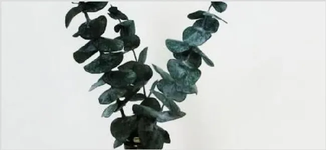 尤加利叶子上有斑点 | 生活常识