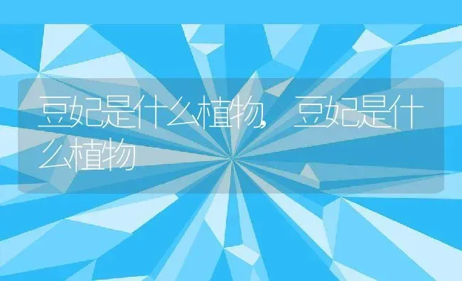 豆妃是什么植物,豆妃是什么植物 | 养殖科普