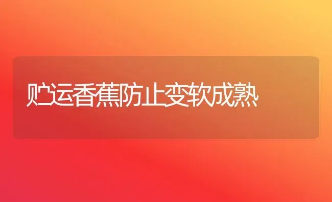 贮运香蕉防止变软成熟 | 养殖知识