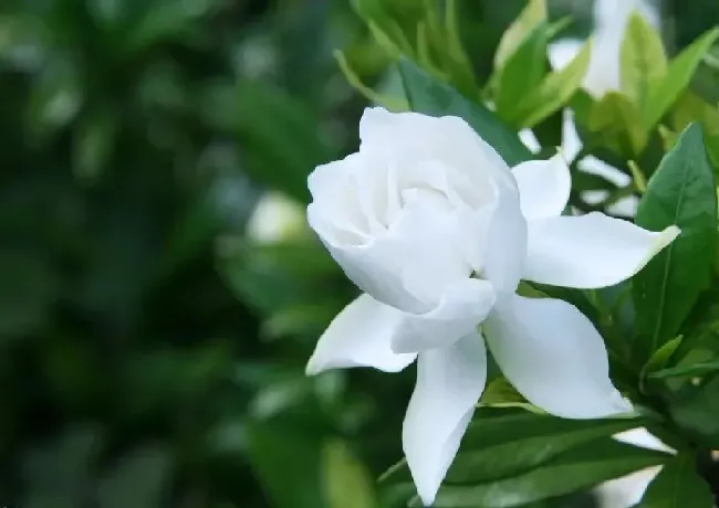 栀子花什么时候种植最好,栀子花什么时候种最好？