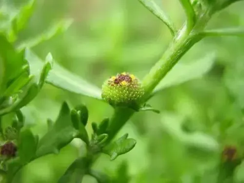 鹅不食是什么草,鹅不食草长什么样子？