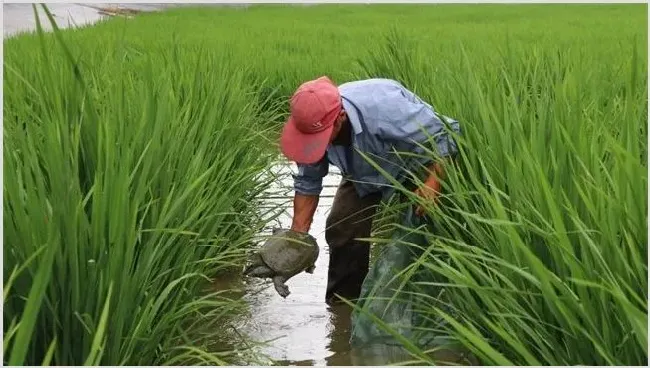 稻田怎么养甲鱼 | 生活妙招