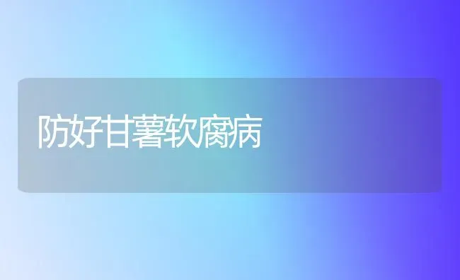 防好甘薯软腐病 | 养殖技术大全